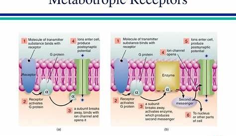 Metabotropic Receptors Examples Figure 34.12