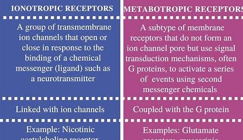 Metabotropic Vs Ionotropic Difference Between And Receptors
