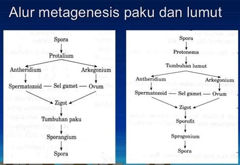 metagenesis tumbuhan lumut dan paku