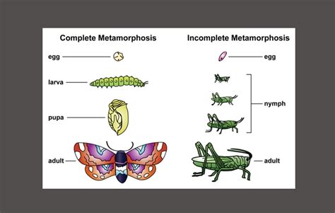 metamorphosis definition synonym