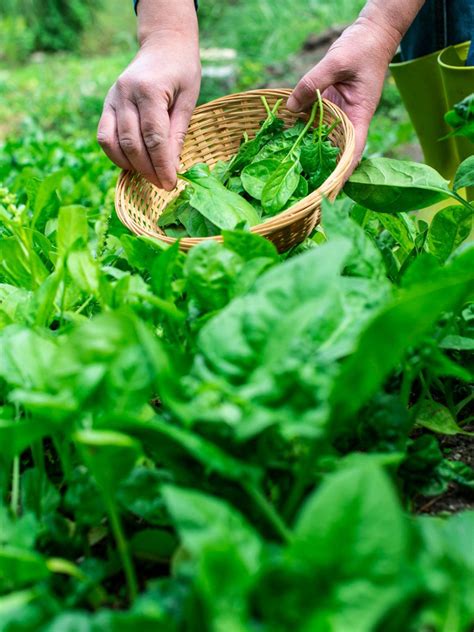 Method Of Harvesting Spinach