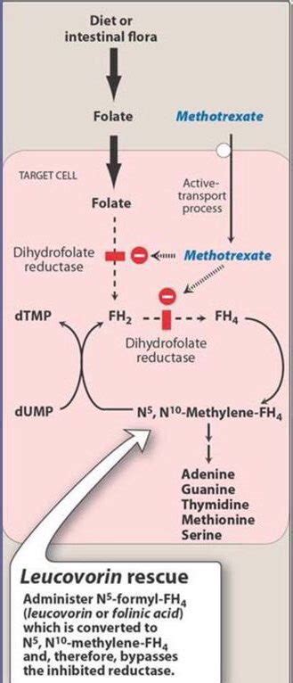 Methotrexate And Echinacea