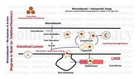 Metronidazole Mechanism Of Action C Diff Immune Responses To lostridium icile Infection