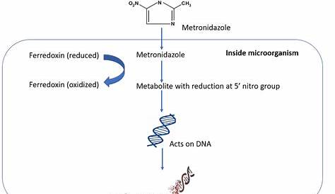 Metronidazole Mechanism Of Action In H Pylori elicobacter