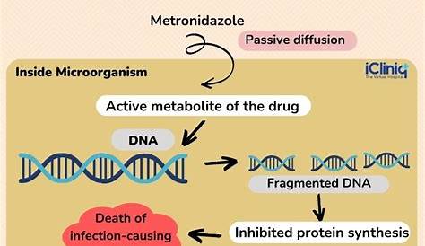Metronidazole Mechanism Of Action Ppt A Antibiotics
