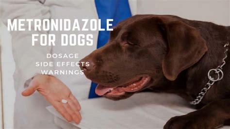metronidazole for dogs side effects