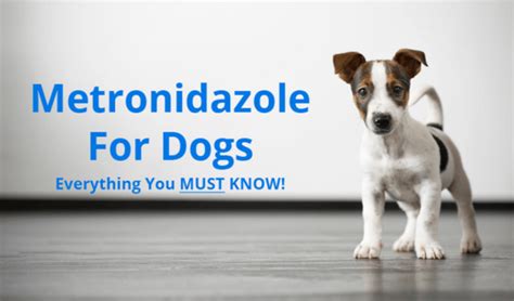 metronidazole for dogs skin infection