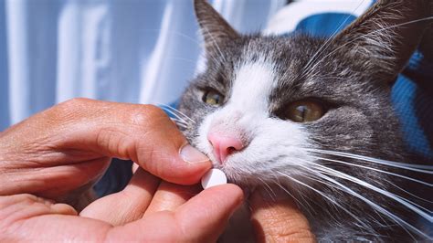 metronidazole transdermal for cats