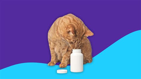 metronidazole use in cats