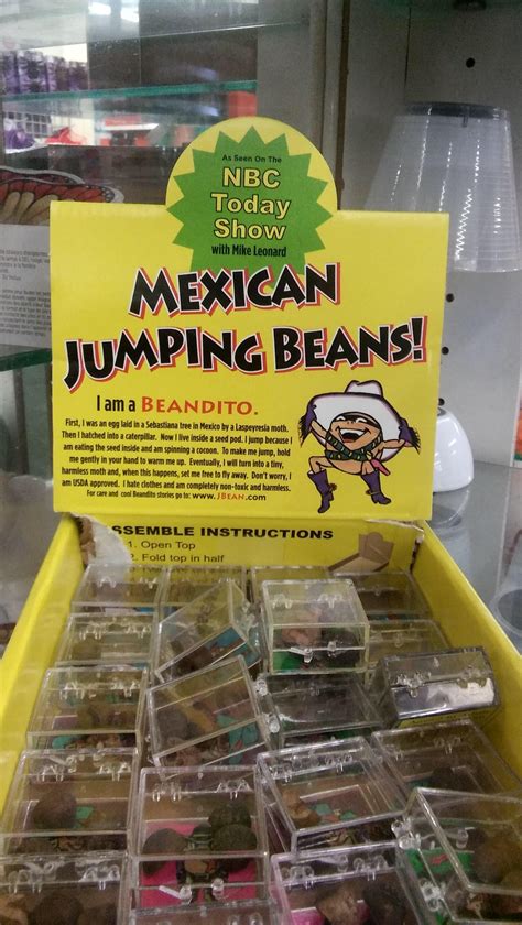 Unveiling the Magic of Mexican Jumping Beans: A Surprising Botanical Secret