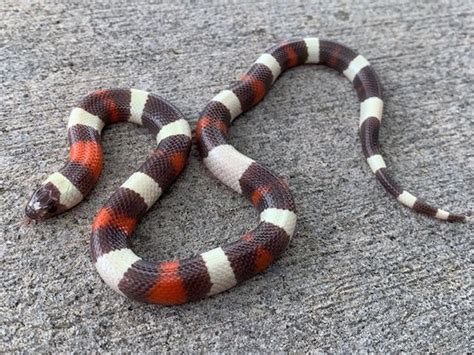 mexican milk snake for sale