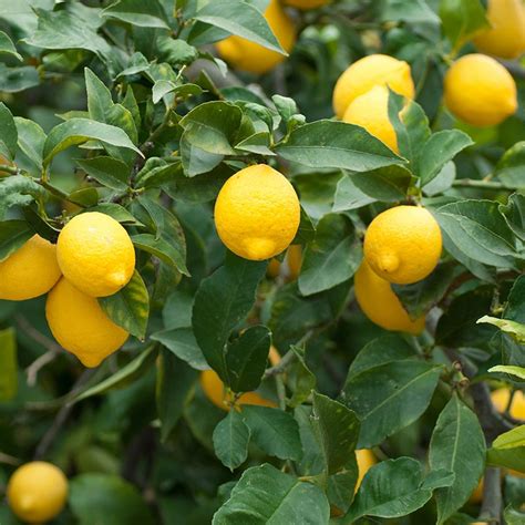 meyer lemon tree buy online