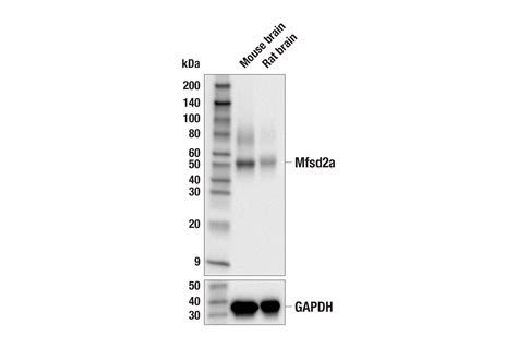 mfsd2a antibody