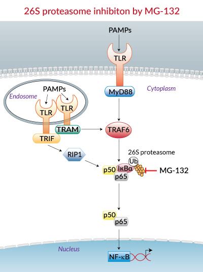 mg132 proteasome inhibitor protocol