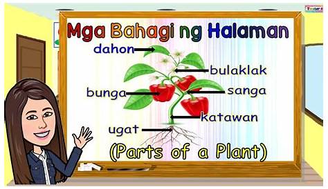 Mga bahagi ng halaman - Teaching resources