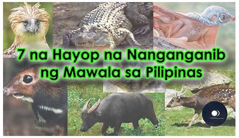 Mga Hayop At Halamang Na Makikita Lamang Sa Pilipinas