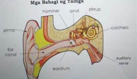 Grade level - BAHAGI NG TAINGA | Facebook