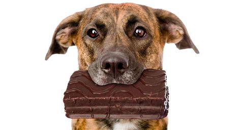 Que Pasa Si El Perro Come Chocolate Noticias del Perro