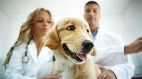 miami dade county pet vaccinations