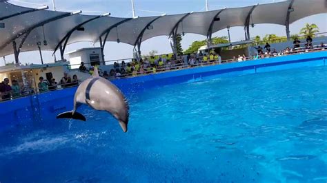 miami seaquarium dolphin show