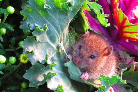 How To Get Rid Of Mice In The Garden
