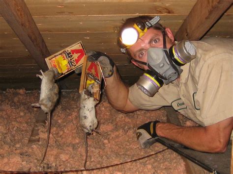 mice and rat removal
