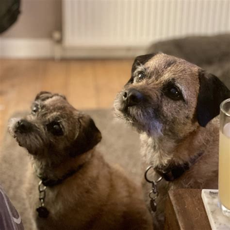 Michael Shipley Border Terriers