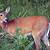 michigan's state animal the white-tailed deer