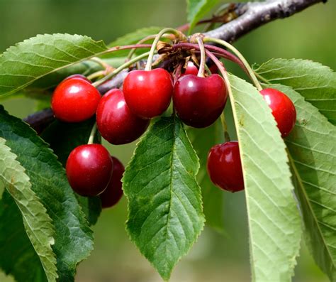 michigan cherry trees