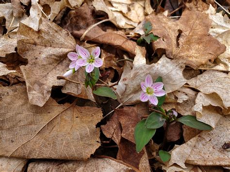 Michigan Spring Ephemerals