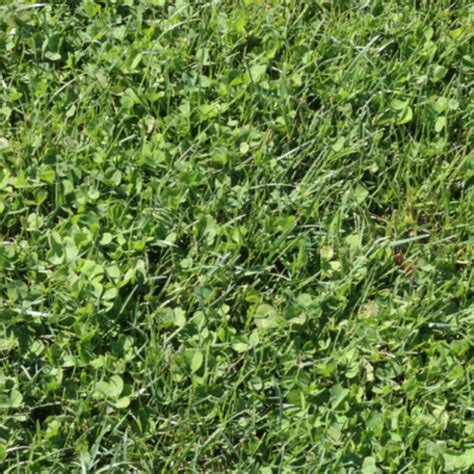 micro clover sod