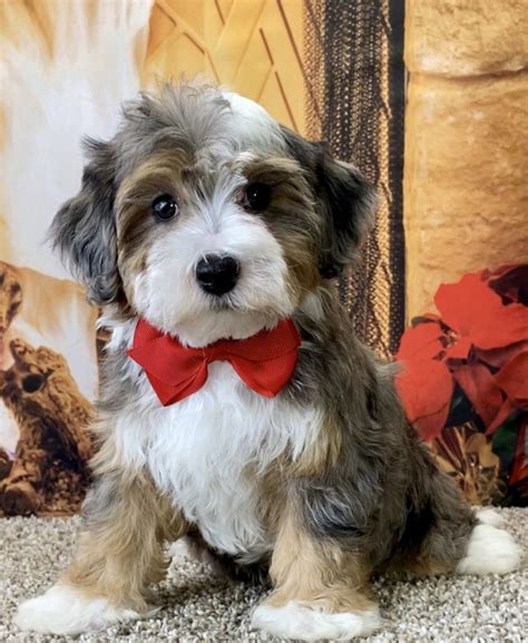 Micro Mini Bernedoodle