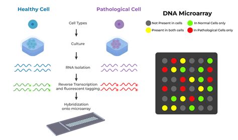 Microarray Genetic Testing Cost