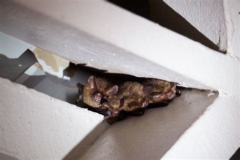 microbats in roof