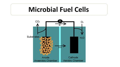 Microbial Fuel Cells Power Generation