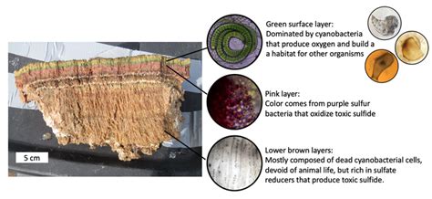 microbial mat layers