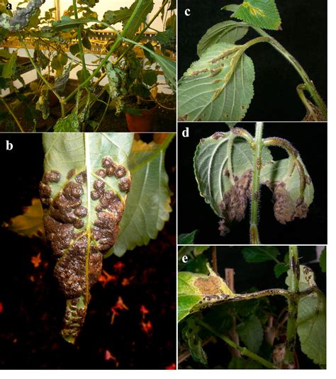 Microcyclic Rust Definition