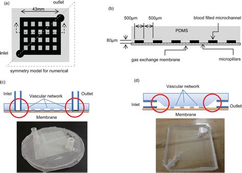 Microfluidic Oxygenator