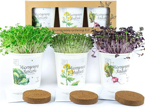 Microgreen Growing Kit: Easy, Fresh Start!