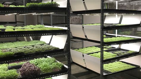 microgreen growing system