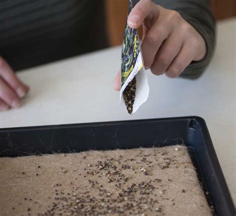 microgreens seeds per tray