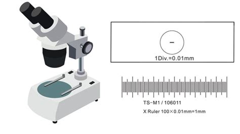 Micrometer Calibration Of Microscope