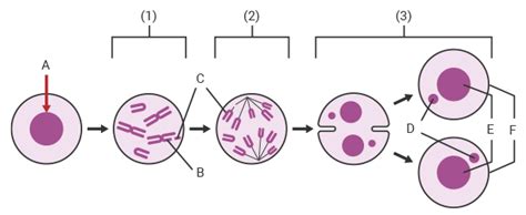 micronucleus definition biology