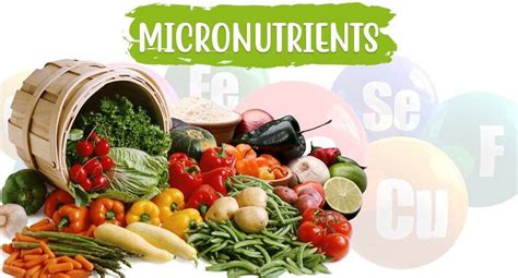 micronutrients definition nutrition