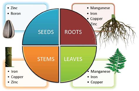 micronutrients examples plants