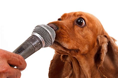 Microphone Dog