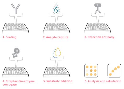 Microplate Reader Protocol