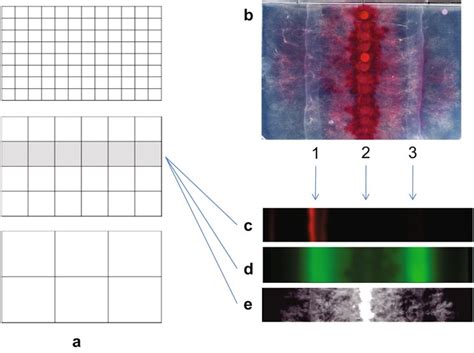 Microplate Reader-Based Method