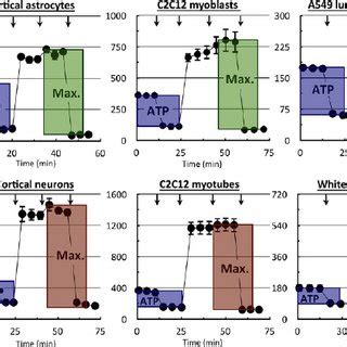 Microplate-Based Oxygen Consumption
