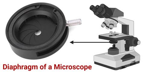 Unlock Precise Vision: Microscope Diaphragm's Hidden Power